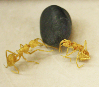 金雕螞蟻